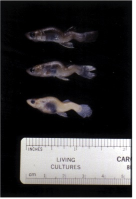Spinal deformities in fish resulting from selenium exposure. Photo: Wake Forest University.