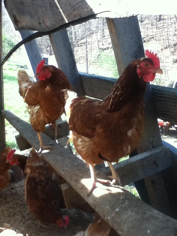 Chickens!